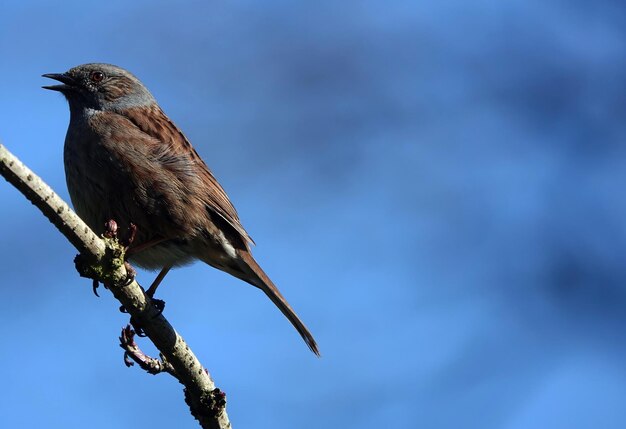 Primer plano de un pájaro dunnock posado en una rama