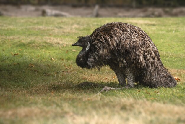 Primer plano de un pájaro emú australiano sobre el césped