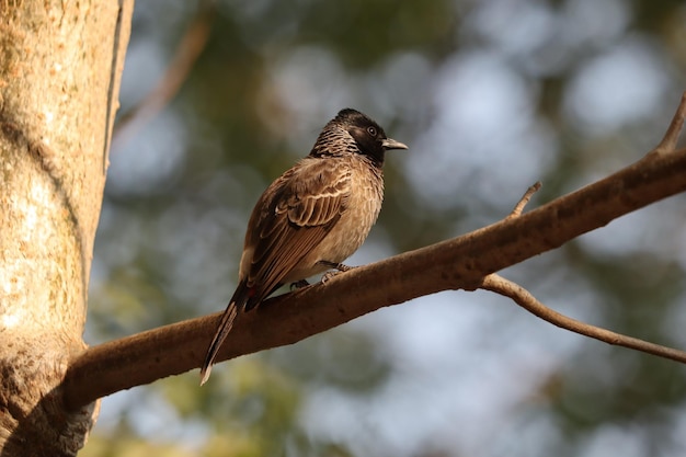 Primer plano de un pájaro estornino donde se posan en la rama de un árbol