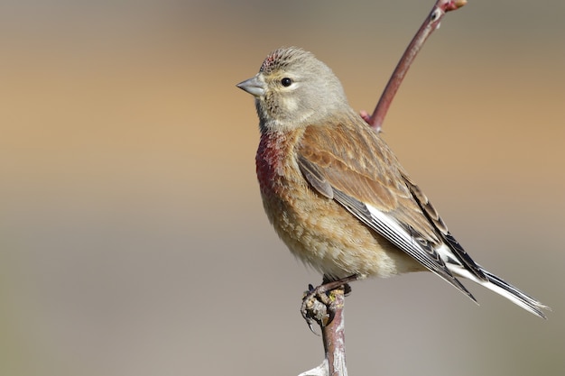 Primer plano de un pájaro exótico descansando sobre la pequeña rama de un árbol