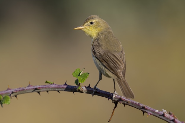 Primer plano de un pájaro exótico descansando sobre la pequeña rama de un árbol