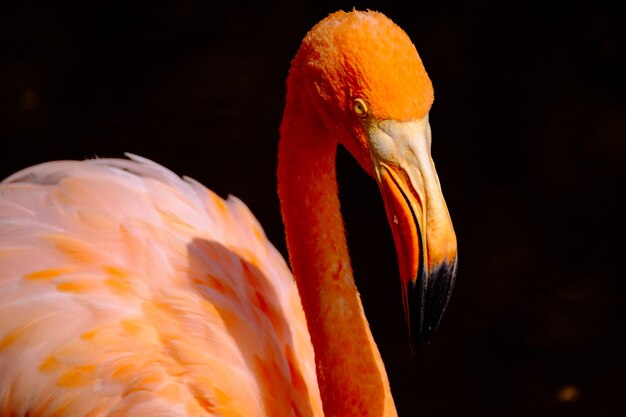 Primer plano de un pájaro flamenco naranja