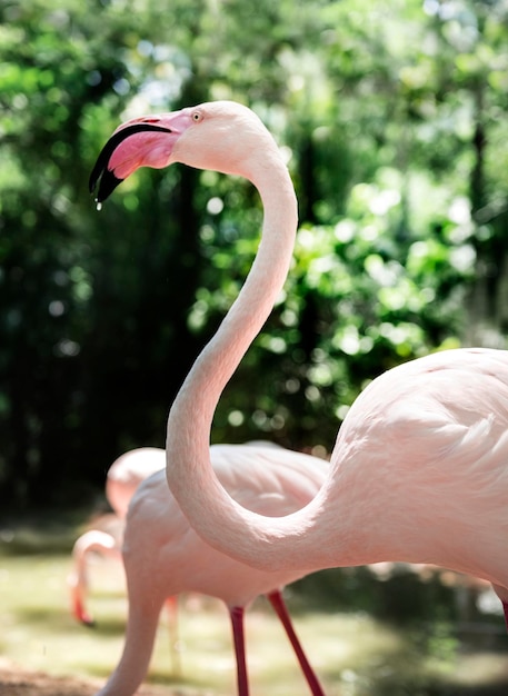 Primer plano de un pájaro flamenco rosado en el zoológico