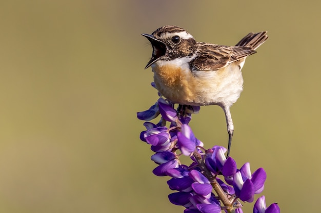 Primer plano de un pájaro gorrión posado sobre una flor de pétalos de color púrpura