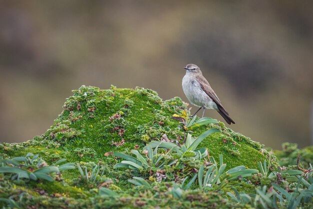 Primer plano de un pájaro gorrión posado sobre plantas verdes