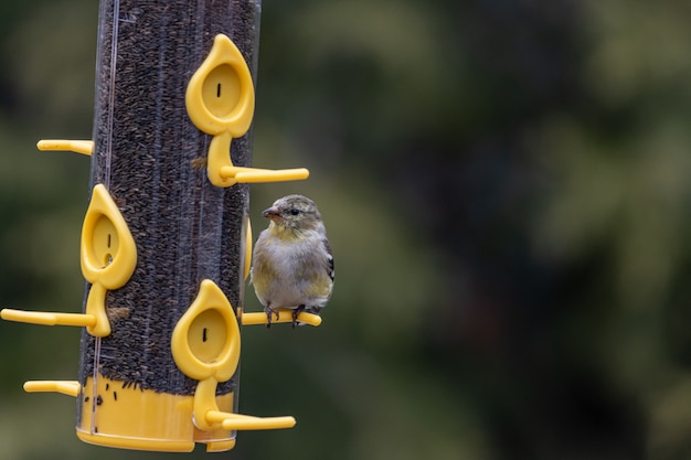 Primer plano de un pájaro jilguero americano descansando sobre un contenedor comedero para pájaros