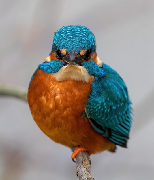 Primer plano de un pájaro martín pescador común en una rama