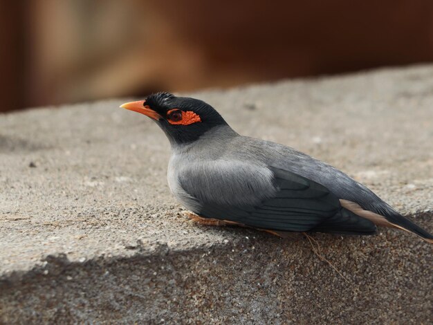 Primer plano de un pájaro myna común posado sobre una superficie de hormigón