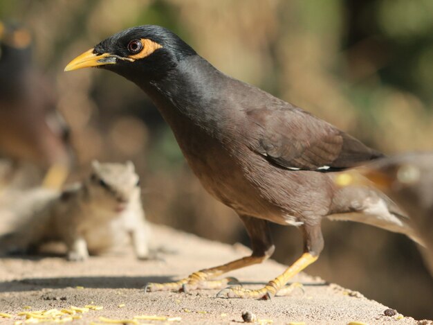 Primer plano de un pájaro myna negro sobre la piedra