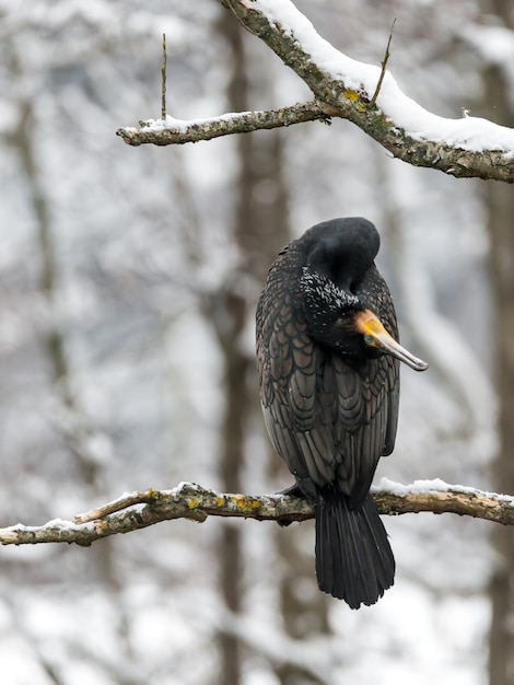 Primer plano de un pájaro negro sentado en la rama de un árbol cubierto de nieve