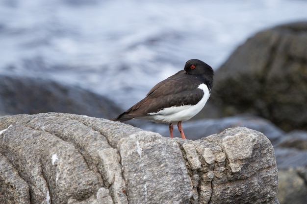 Primer plano de un pájaro ostrero euroasiático de pie sobre una roca en la isla Runde en Noruega,