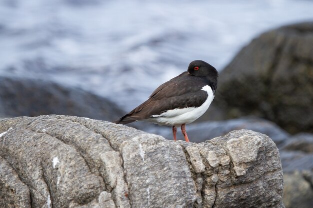 Primer plano de un pájaro ostrero euroasiático de pie sobre una roca en la isla Runde en Noruega,