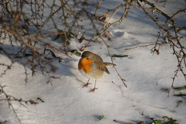 Primer plano de un pájaro petirrojo europeo en un parque de invierno cubierto de nieve