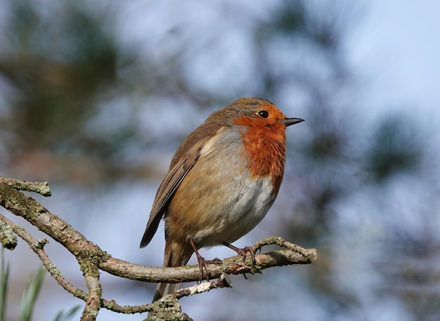 Primer plano de un pájaro petirrojo europeo de pie sobre una rama delgada con un fondo borroso