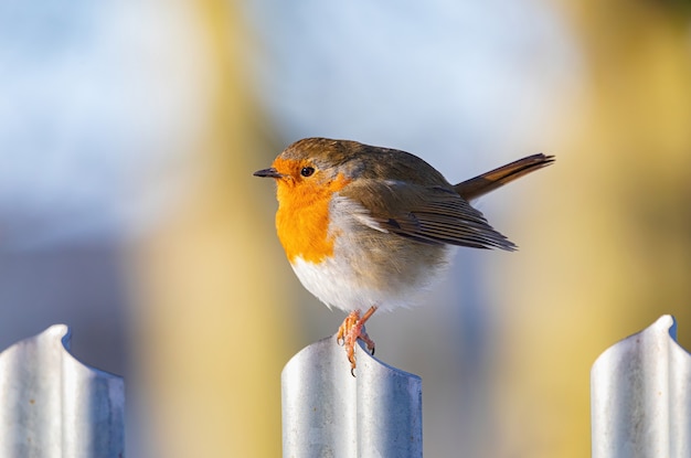 Foto gratuita primer plano de un pájaro petirrojo europeo en una puerta