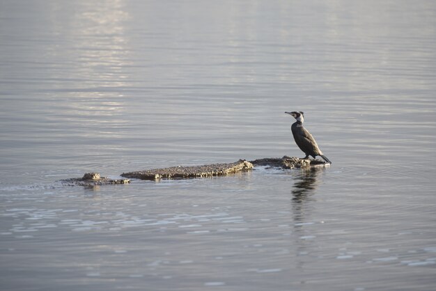 Primer plano de un pájaro de pie sobre una roca en medio de un lago