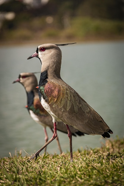 Primer plano de pájaros avefría del sur en el campo junto al lago