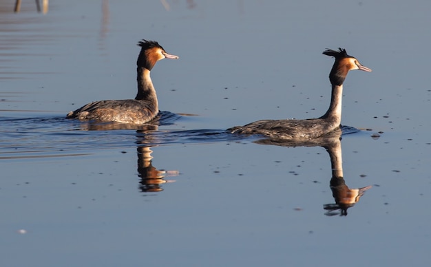 Foto gratuita primer plano de pájaros grebe nadando en un estanque