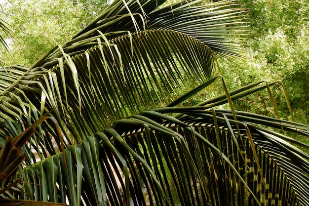 Primer plano de una palmera en la luz del día