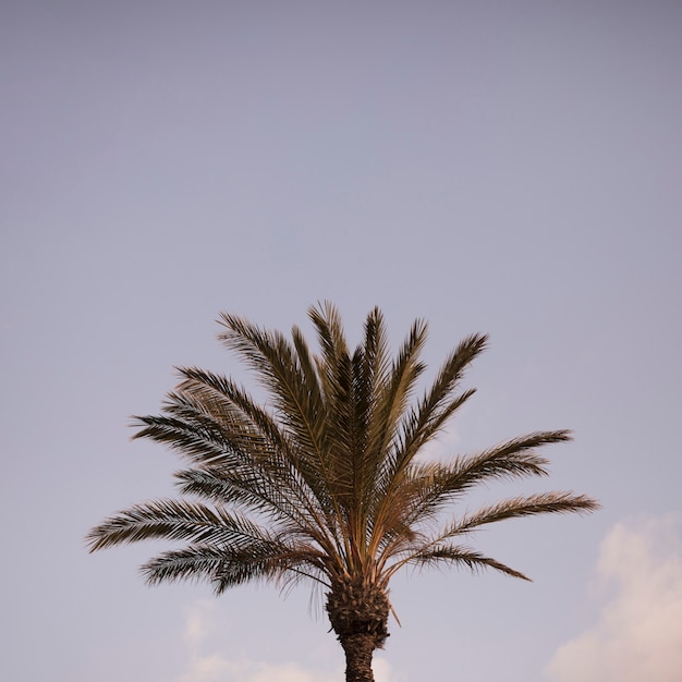 Primer plano de la palmera verde contra el cielo azul