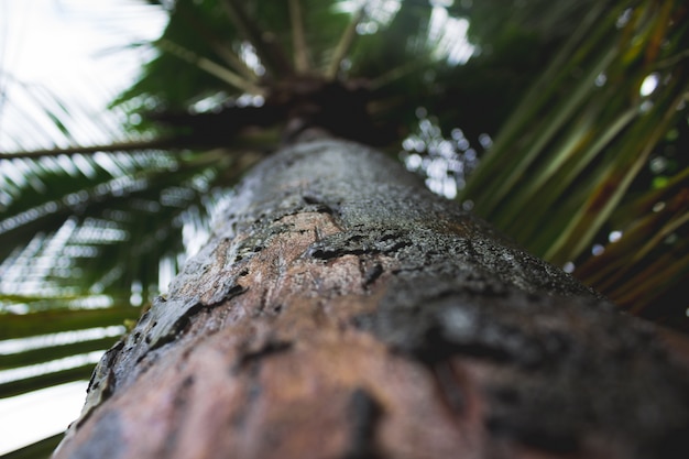 Primer plano de la palmera