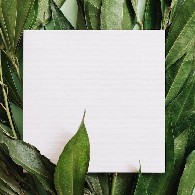 Primer plano de papel en blanco blanco sobre las hojas verdes ramitas