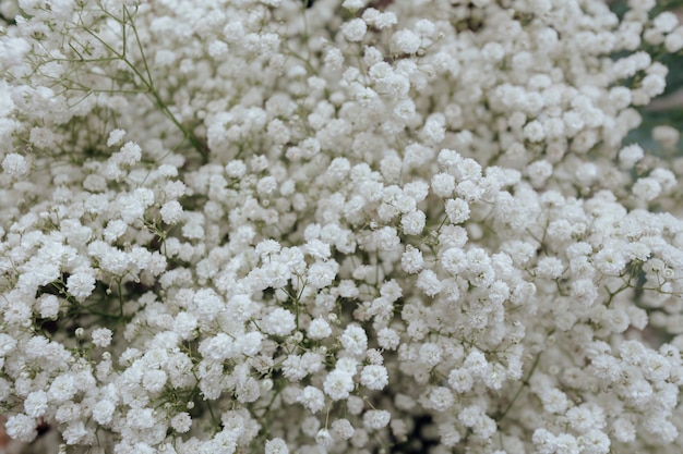 Primer plano de papel tapiz de flores de gypsophila blanco