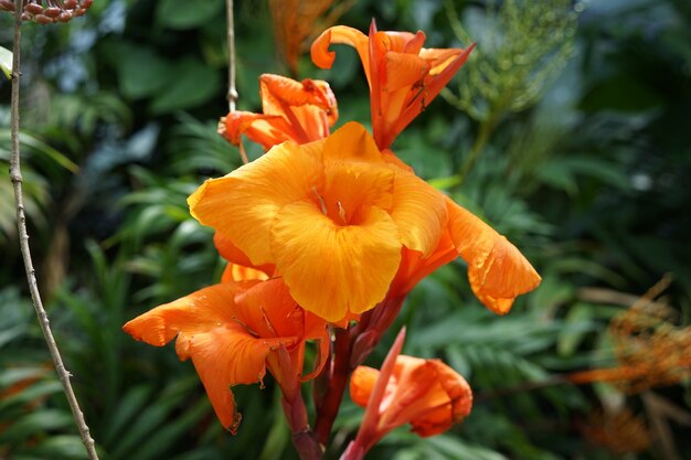 Primer plano de un paquete de lirios de Canna en un jardín lleno de plantas en un día nublado