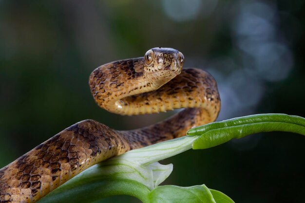 Primer plano de Pareas carinatus sobre madera