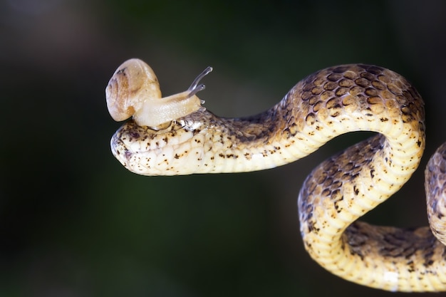 Foto gratuita primer plano de pareas carinatus