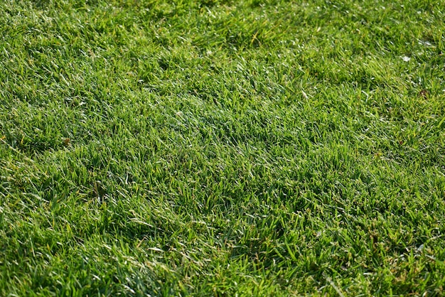 Primer plano de parque con la hierba verde