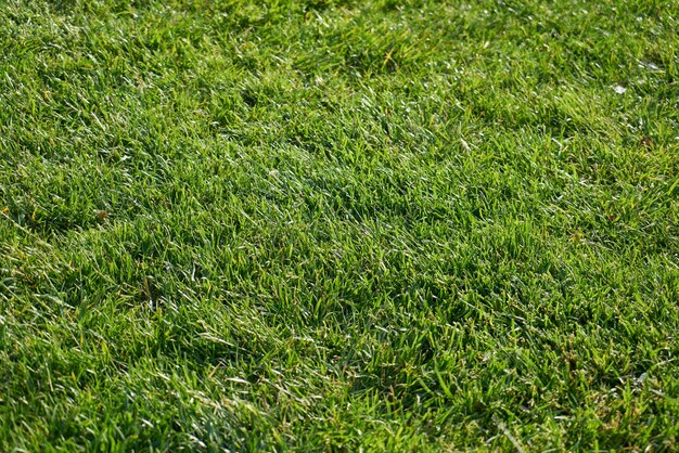 Primer plano de parque con la hierba verde