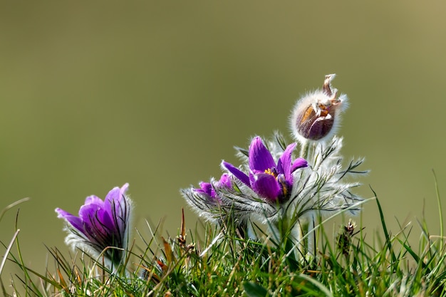 Foto gratuita primer plano de una pasqueflower púrpura con un fondo borroso