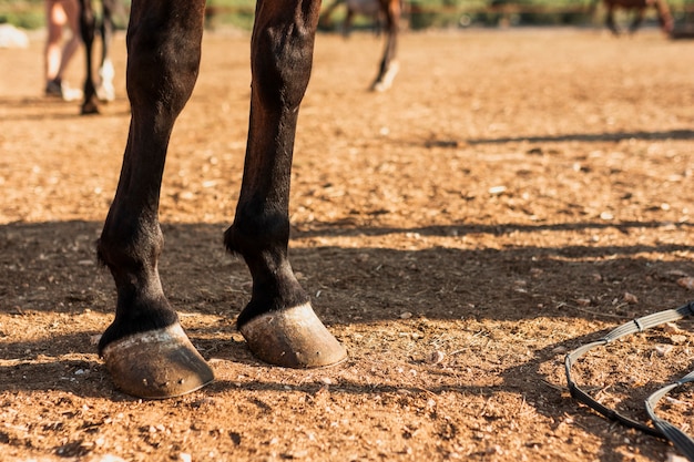 Primer plano de patas de caballo