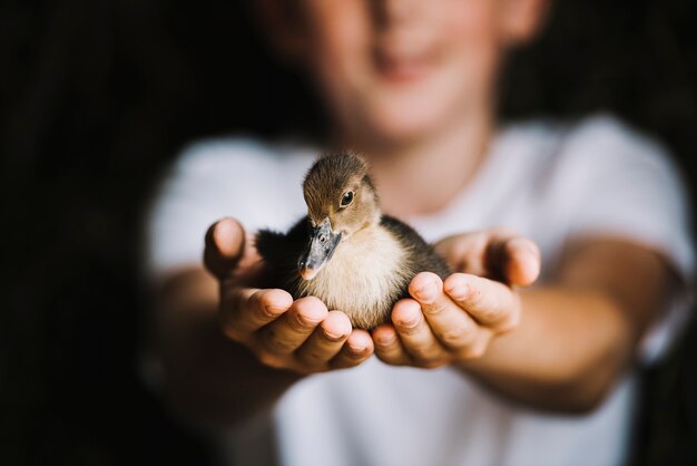 Primer plano de patito en la mano del niño