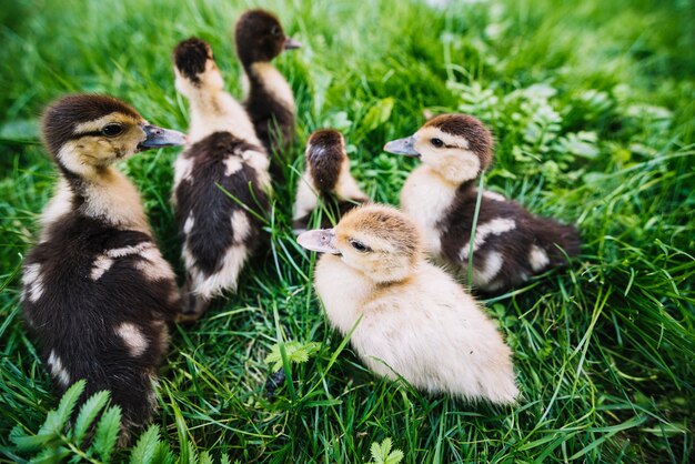 Primer plano de patitos en la hierba verde