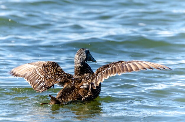 Primer plano de un pato almizclero nadando en un lago bajo la luz del sol