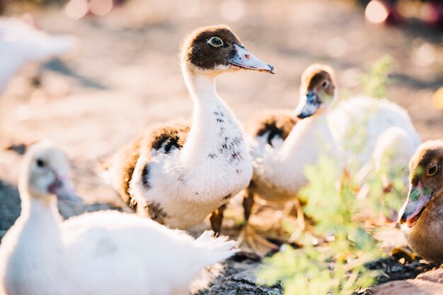 Primer plano de pato joven en la granja