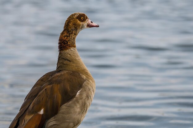 Primer plano de un pato junto al lago