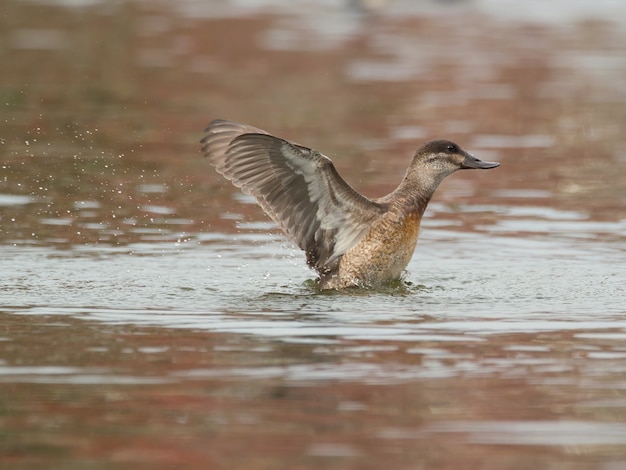 Primer plano de un pato en el lago