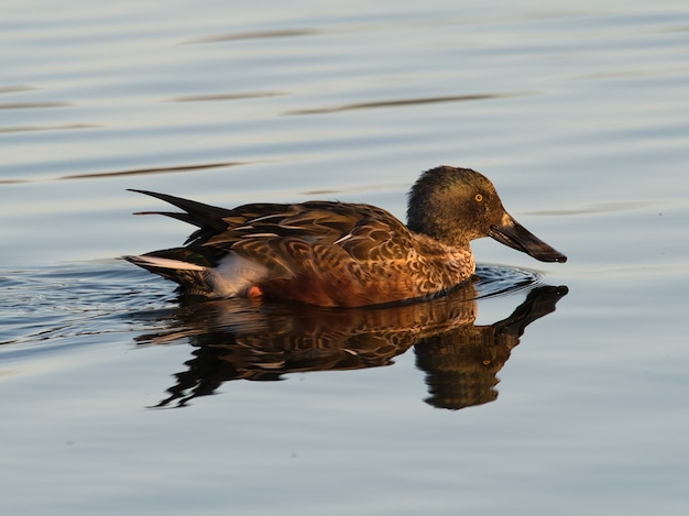 Primer plano de un pato en el lago