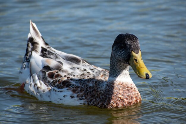 Primer plano de un pato en el lago