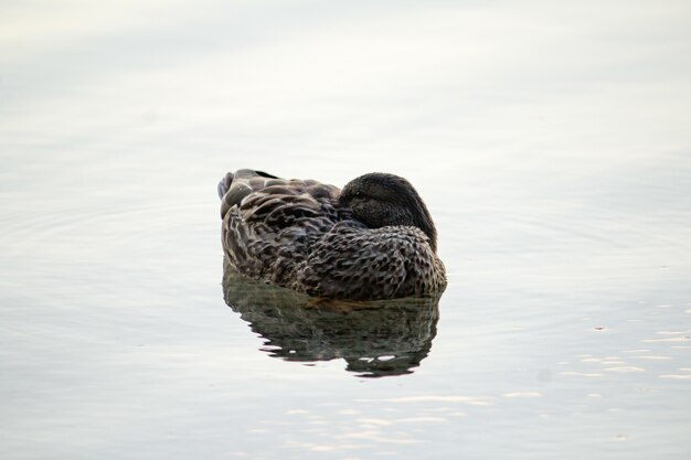 Primer plano de un pato nadando en el agua