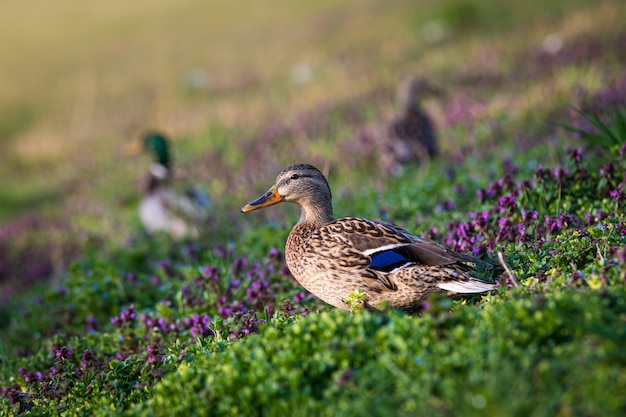 Primer plano de un pato de pasto en un campo rodeado de flores y patos bajo la luz del sol