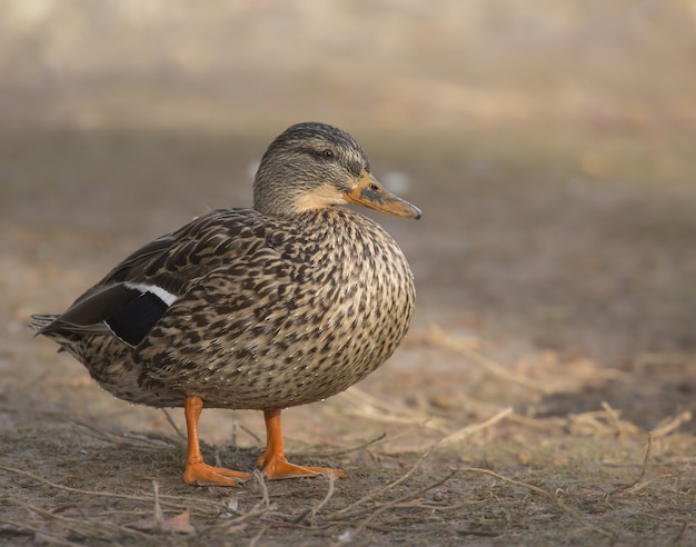 Foto gratuita primer plano de un pato de pie durante el día