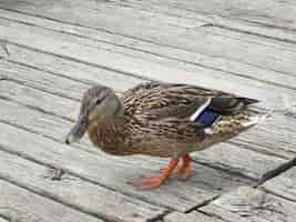 Foto gratuita primer plano de un pato real sobre un piso de madera