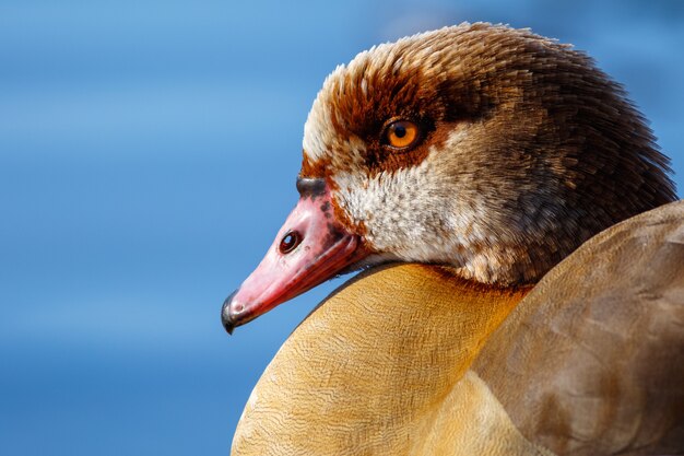 Primer plano de un pato real