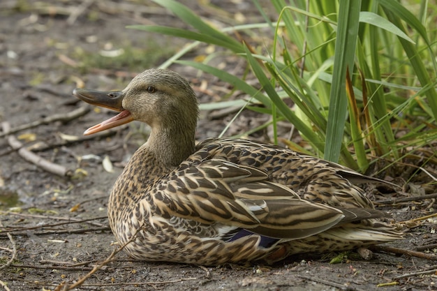 Primer plano de un pato sentado en el suelo cerca de las plantas mientras grazna con un fondo borroso