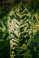 Foto gratuita primer plano de patrón blanco en hoja verde