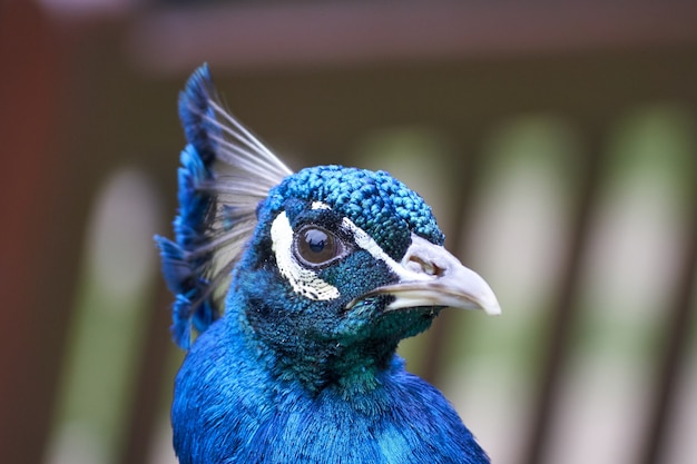 Primer plano de un pavo real azul sobre fondo borroso en el Reino Unido